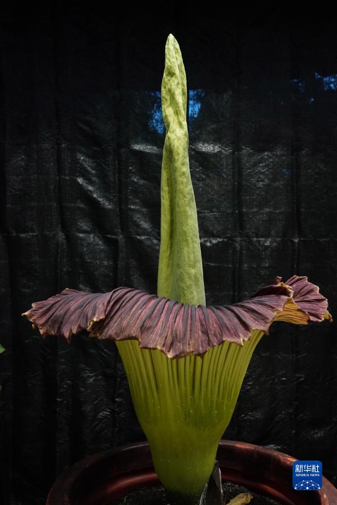 国家植物园一株巨魔芋进入花期