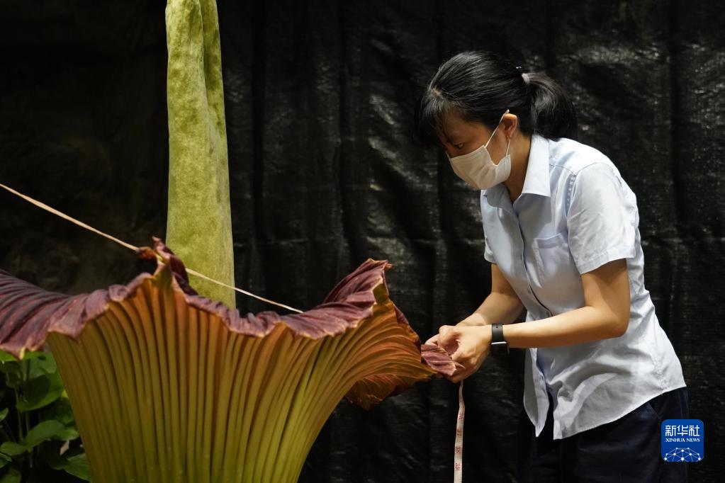 国家植物园一株巨魔芋进入花期