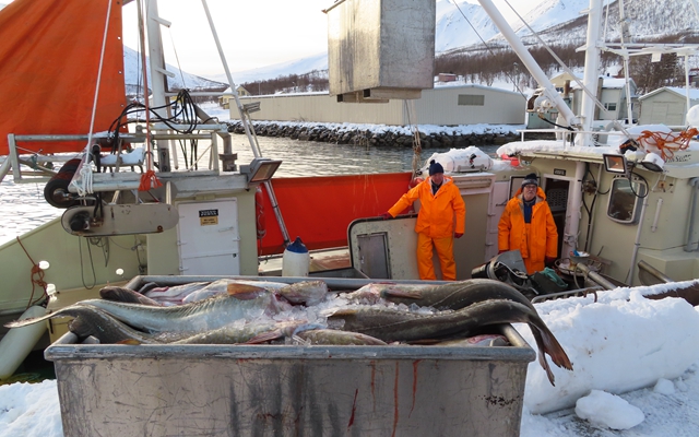 鳕鱼捕捞季满载而归的挪威渔民。摄影/钱小岩