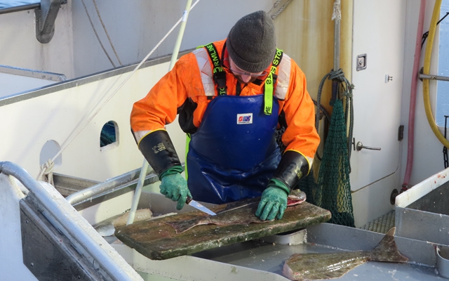 挪威渔民在船上加工鳕鱼。摄影/钱小岩
