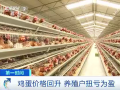蛋价不“蛋定”了？价格上涨 养殖户一天盈利500元