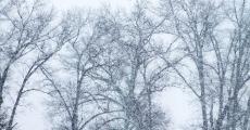 苹果发布iOS 14.4.2更新，修复Webkit漏洞