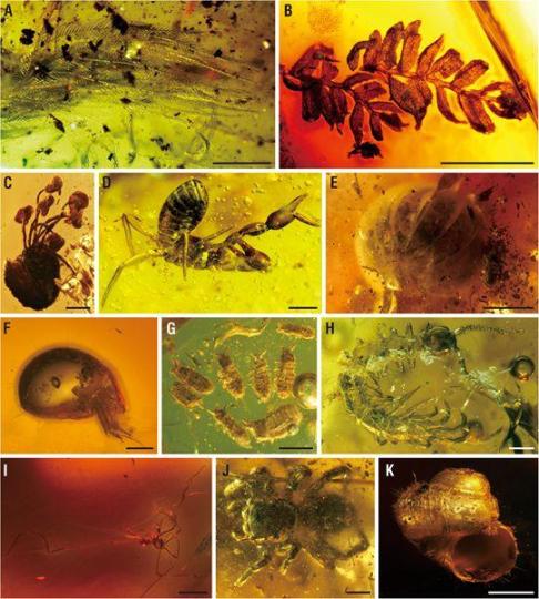 ä¸­å¤ç§å­¦å®¶âè§£éâ1500ä¸å¹´åç­å¸¦é¨æâå®ç³åºâ