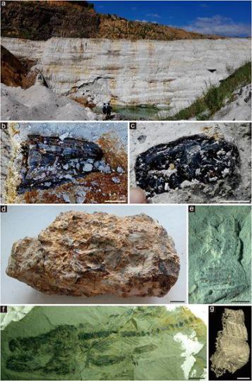 æ¼³æµ¦çç©ç¾¤äº§å°çéå¤é²å¤´ååç±»åç³ãä¸­å½ç§å­¦é¢åäº¬å°è´¨å¤çç©ç ç©¶æ ä¾å¾ åå¤æ ä¾å¾ æ