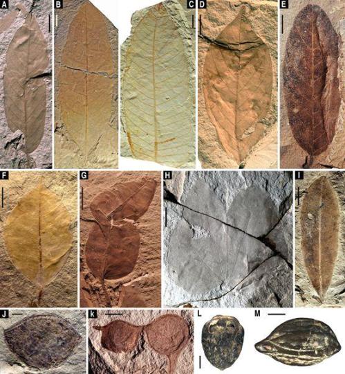 æ¼³æµ¦çç©ç¾¤çä»£è¡¨æ§æ¤ç©åç³ãä¸­å½ç§å­¦é¢åäº¬å°è´¨å¤çç©ç ç©¶æ ä¾å¾ åå¤æ ä¾å¾ æ