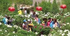 第10届中川牡丹文化旅游节在甘肃兰州
