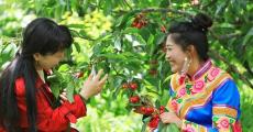 四川茂县：甜樱桃红了 乡村旅游火了