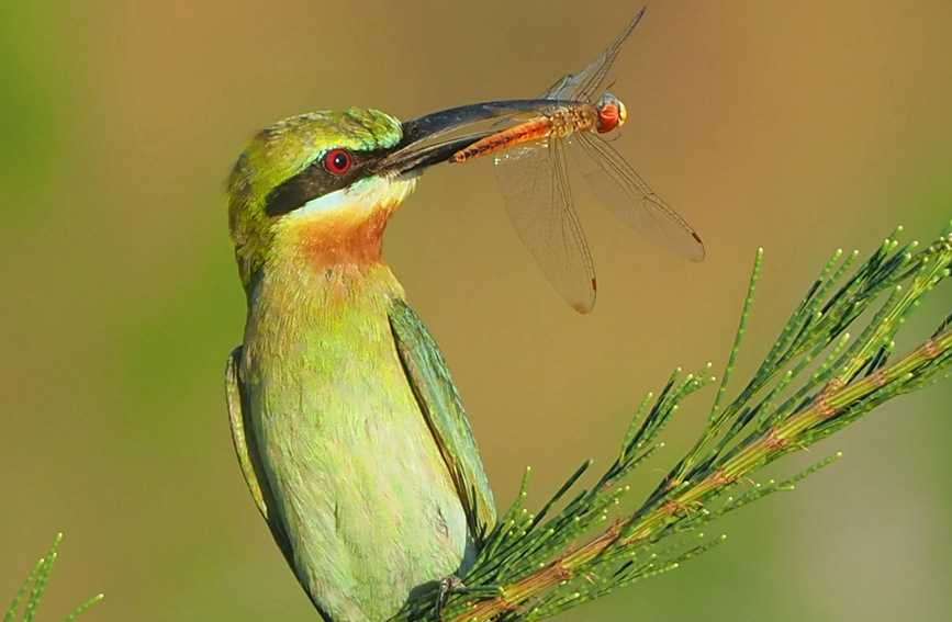 蜂虎主要以蜻蜓、蝴蝶、蜜蜂、甲虫、苍蝇等为主要食物。卢刚摄