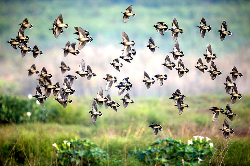河南焦作：大沙河畔 处处闻啼鸟