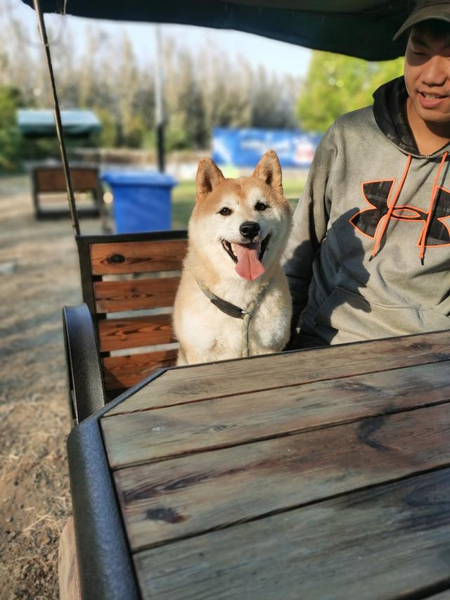 被第二次拍卖的柴犬登登在等一个不会抛弃它的新主人
