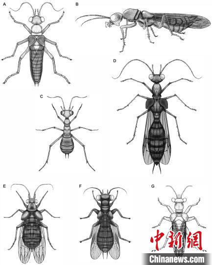 奇翅科复原图(黎家豪绘制)。　南古所 供图